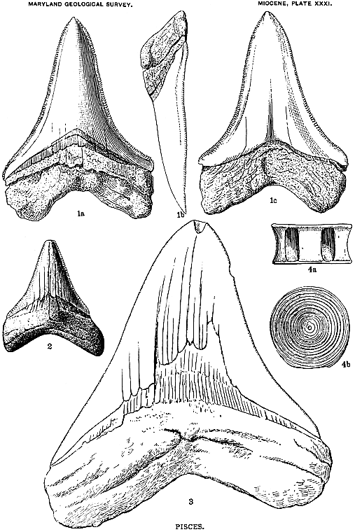 Plate XXXI