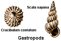 gastropods