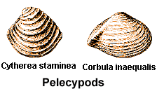 pelecypods